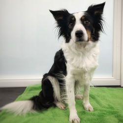 Bürohund Holly
