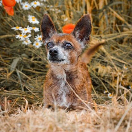 Bürohund Sunny