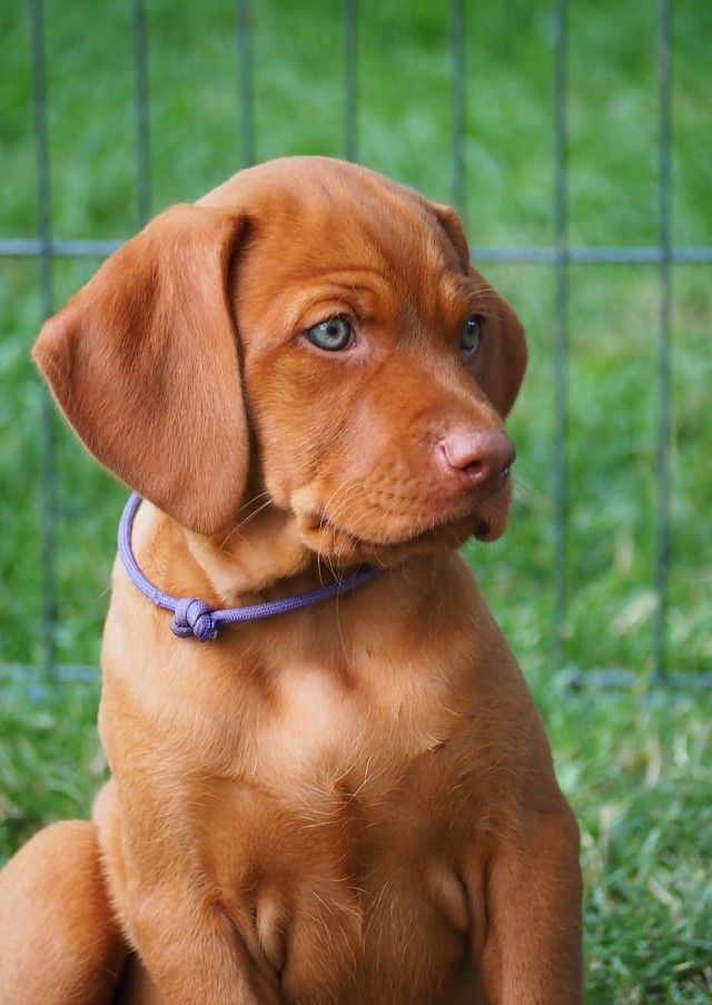 Bürohund Bruna