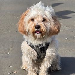 Bürohund Buddy