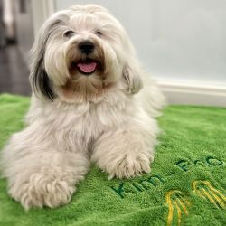 Bürohund Kim-Bho