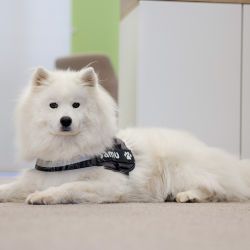 Bürohund Samu