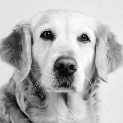 Bürohund Jona