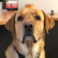 Bürohund Leo