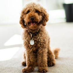 Bürohund Elmo