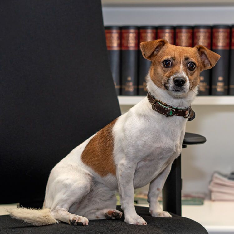 Bürohund Sunny