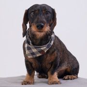 Bürohund Fritz