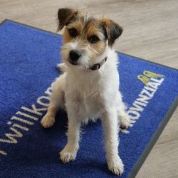 Bürohund Barnaby