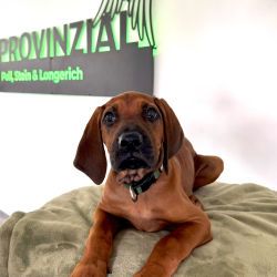 Bürohund Baya