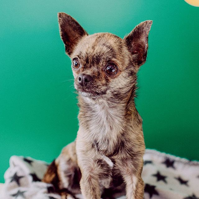 Chihuahua Ayko