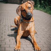 Bürohund Paul
