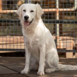 Bürohund  Wilma