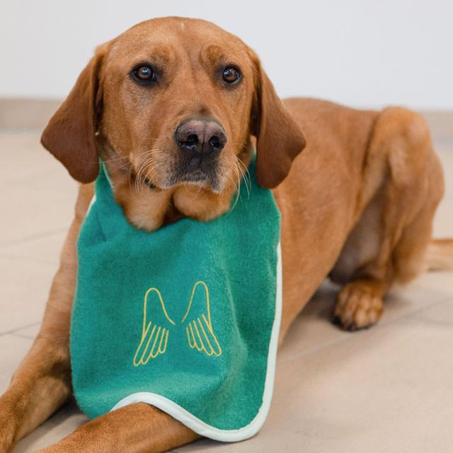 Bürohund Juna