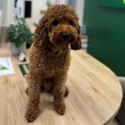 Bürohund Teddy