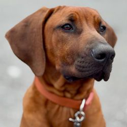 Bürohund Loki
