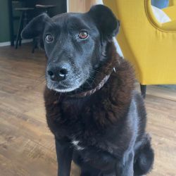 Bürohund Kuno