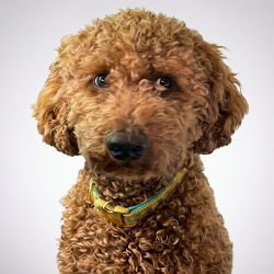 Bürohund Benni