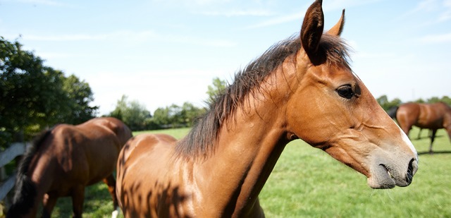 Tierhalter-Haftpflichtversicherung: Ein Pferd steht auf einer Weide.